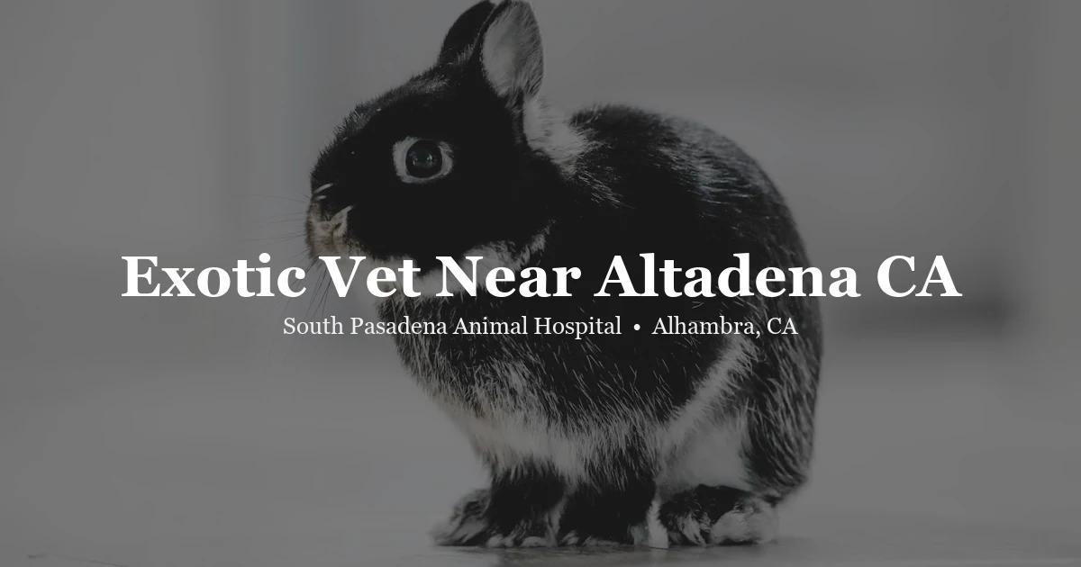 Rabbit — exotic vet near Altadena