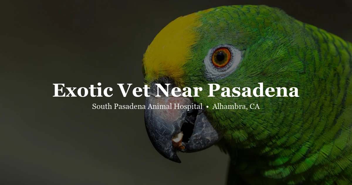Parrot — exotic vet near Pasadena
