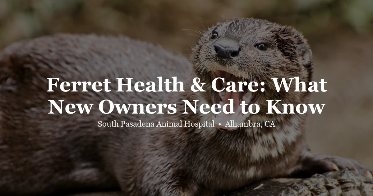Ferret — ferret health care guide South Pasadena Animal Hospital