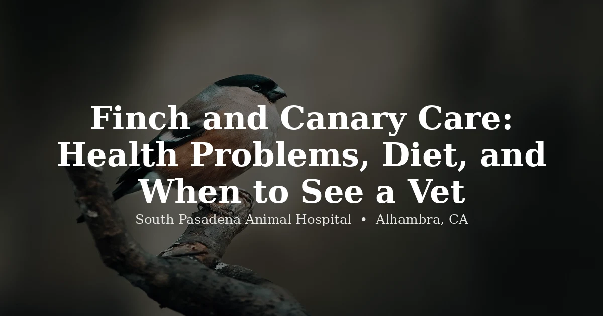 Finch canary small bird — health and care guide