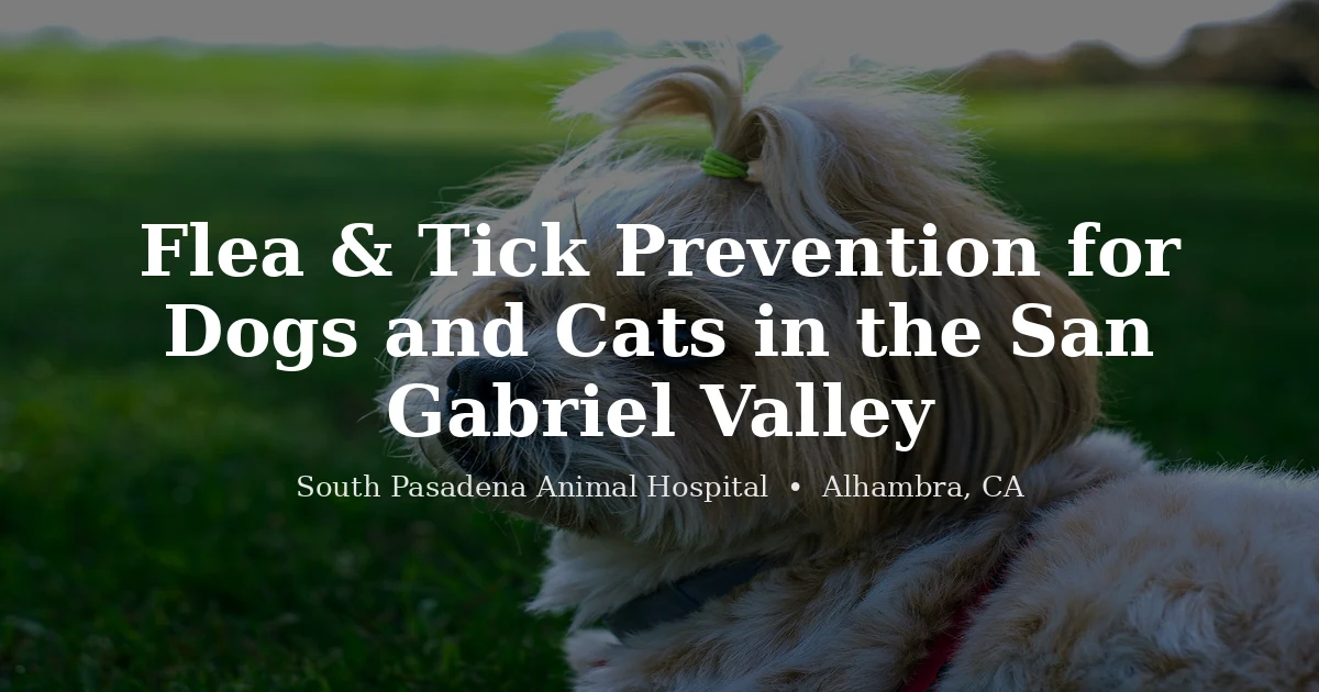 Dog in park outdoors — flea tick prevention Los Angeles