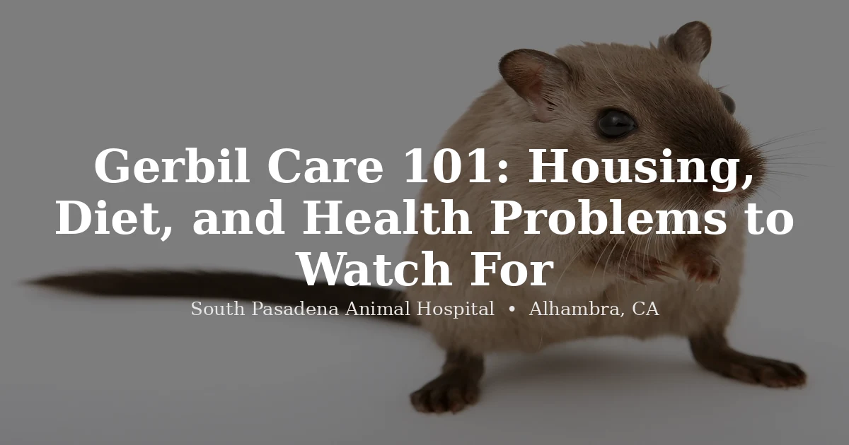 Gerbil small exotic pet care at South Pasadena Animal Hospital, Alhambra CA