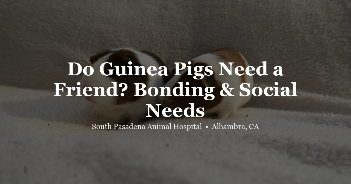 Guinea pigs together — guinea pig social needs guide