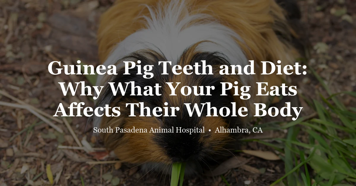 Guinea pig dental and diet at SPAH Alhambra
