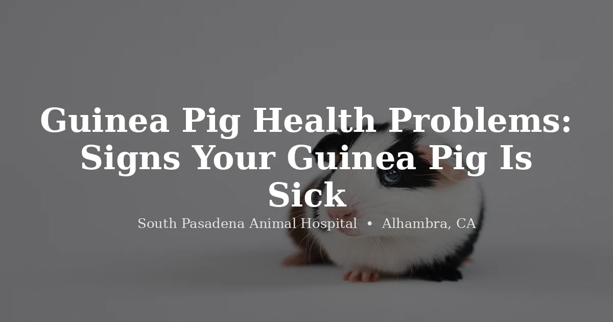 Guinea pig at South Pasadena Animal Hospital exotic vet Alhambra