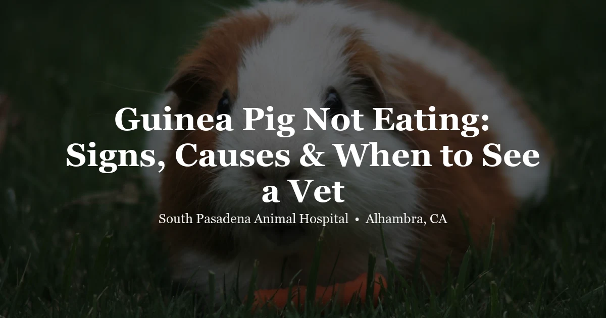 Guinea pig eating hay — small animal vet Alhambra