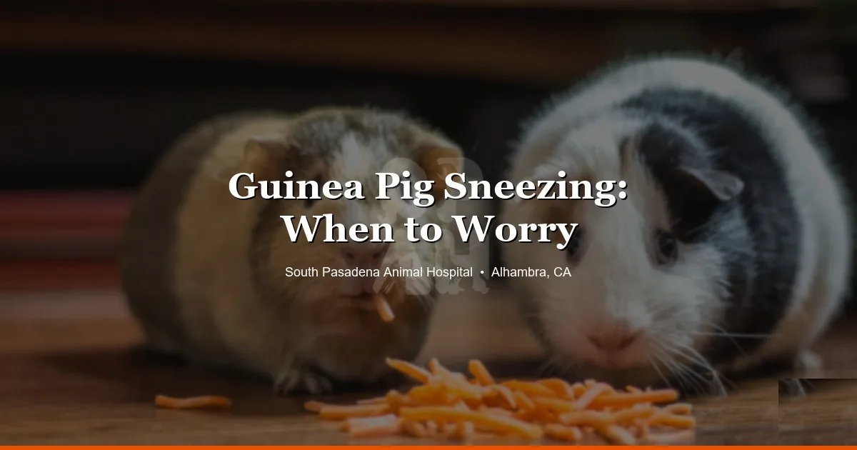 Guinea pigs — when guinea pig sneezing is normal vs. a sign of respiratory infection, from South Pasadena Animal Hospital in Alhambra