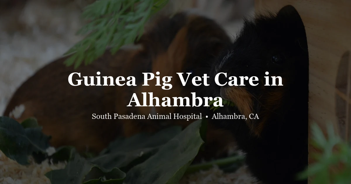 Guinea pig — guinea pig vet Alhambra