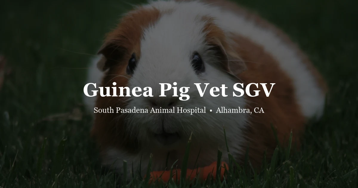 Guinea pig — guinea pig vet SGV