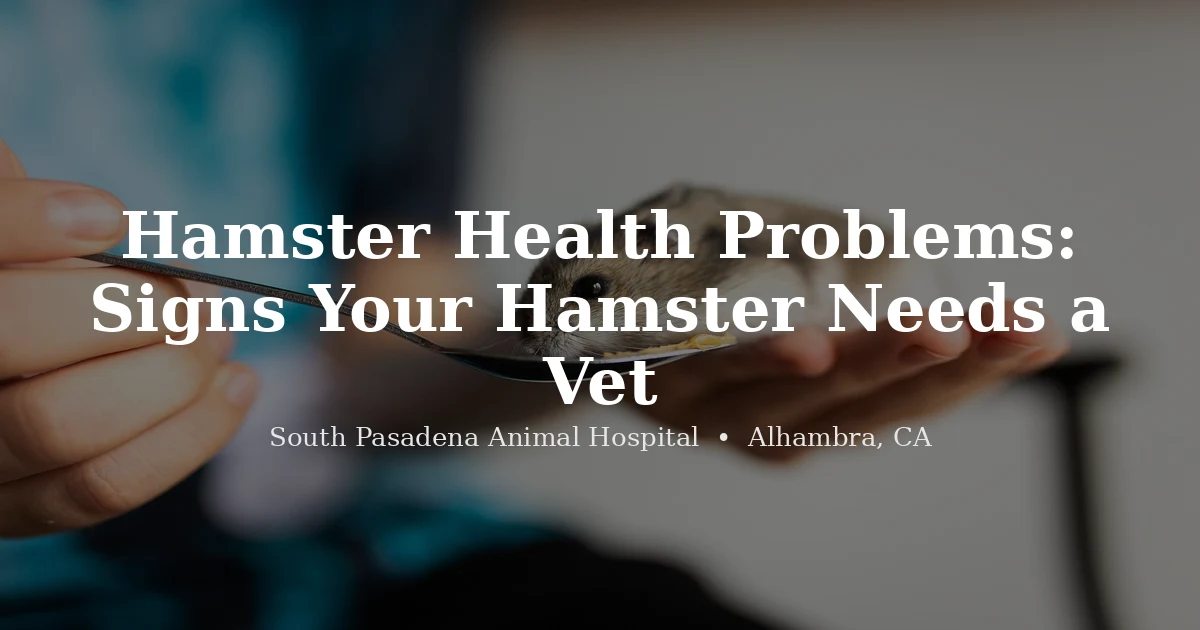 Hamster — common health problems and exotic vet care at South Pasadena Animal Hospital in Alhambra