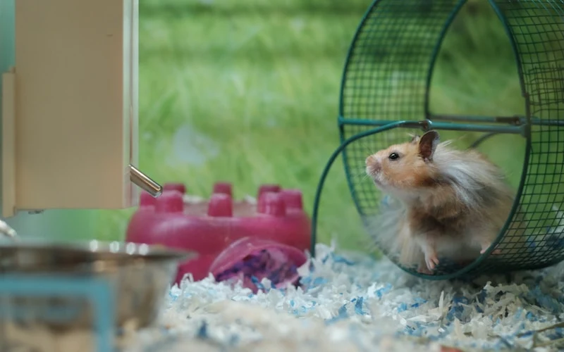 hamster in cage near wheel — a hamster that stops using its wheel or becomes inactive during its usual evening active hours is showing a behavioral change that often signals pain, weakness, or illness
