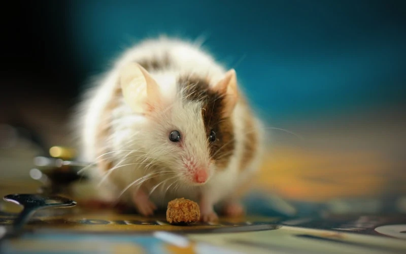 hamster with visible fur and skin — hair loss or bald patches on a hamster can indicate mite infestation (Demodex), ringworm, Cushing's disease, or behavioral barbering, each requiring different treatment