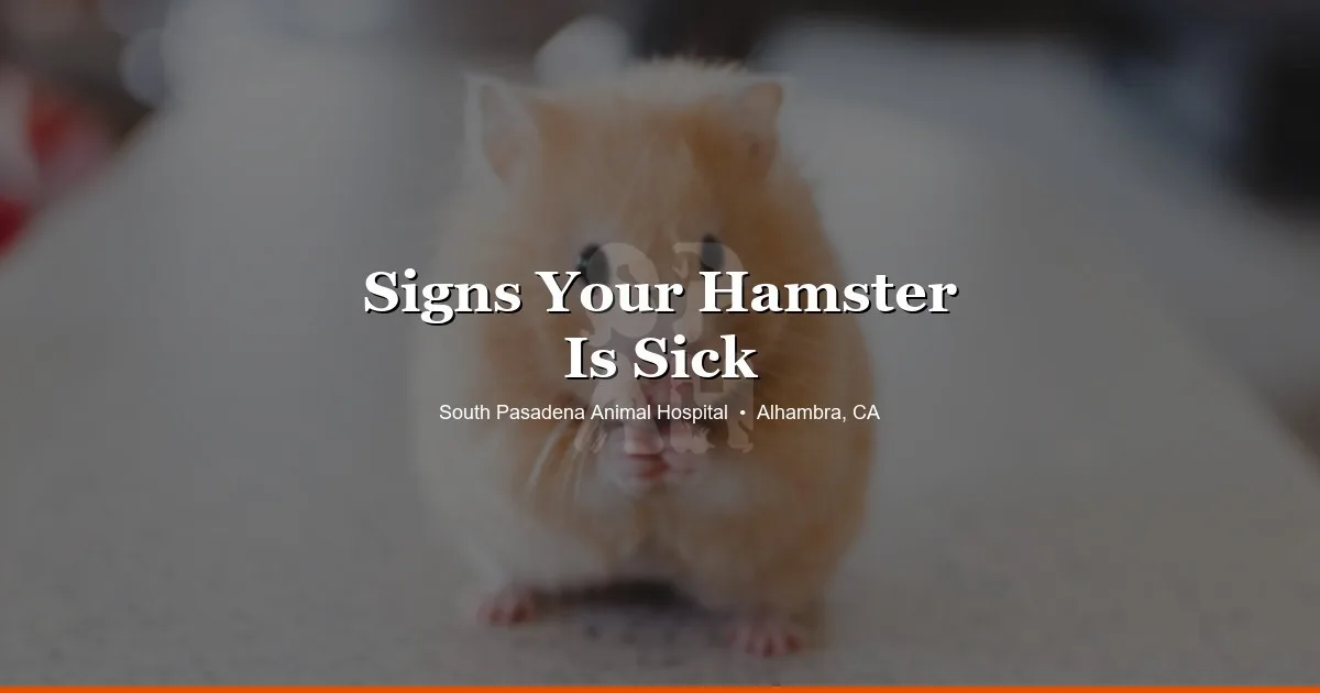 Hamster health — exotic vet at SPAH