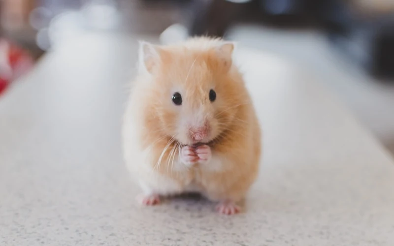 hamster close-up showing rear area — wet matted fur around the tail is the key visible sign of wet tail (proliferative ileitis), a life-threatening bacterial illness in hamsters requiring same-day vet care