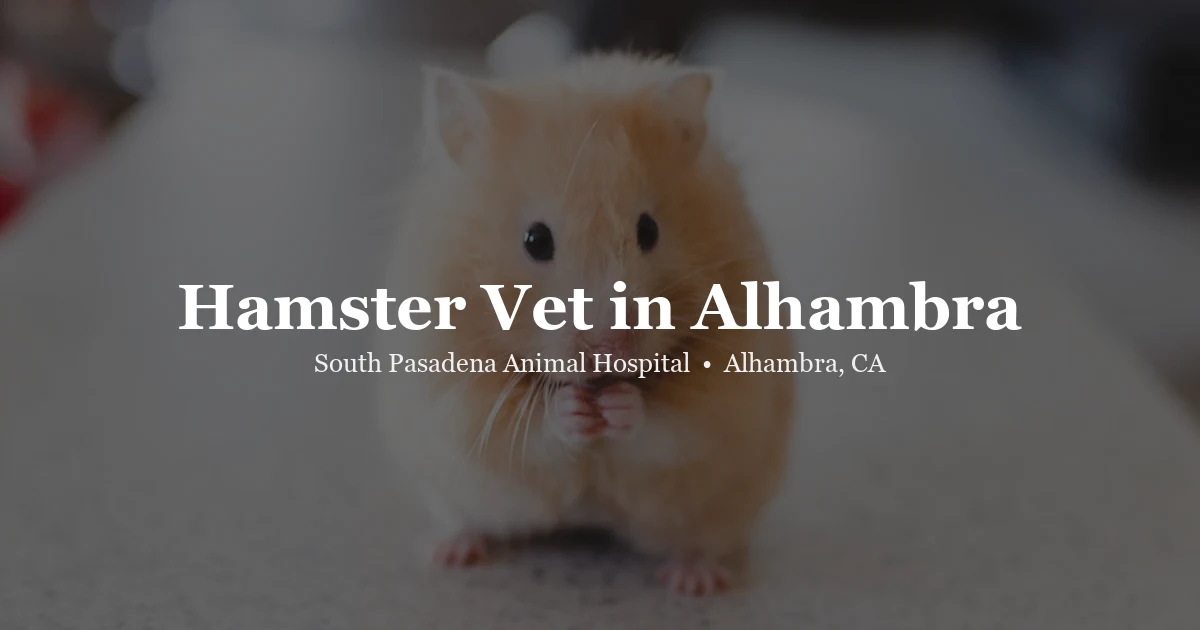 Hamster — hamster vet in Alhambra at South Pasadena Animal Hospital San Gabriel Valley