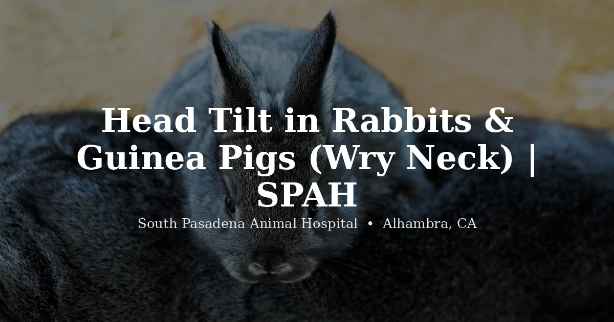 Rabbit closeup, head tilt and wry neck causes, from South Pasadena Animal Hospital in Alhambra