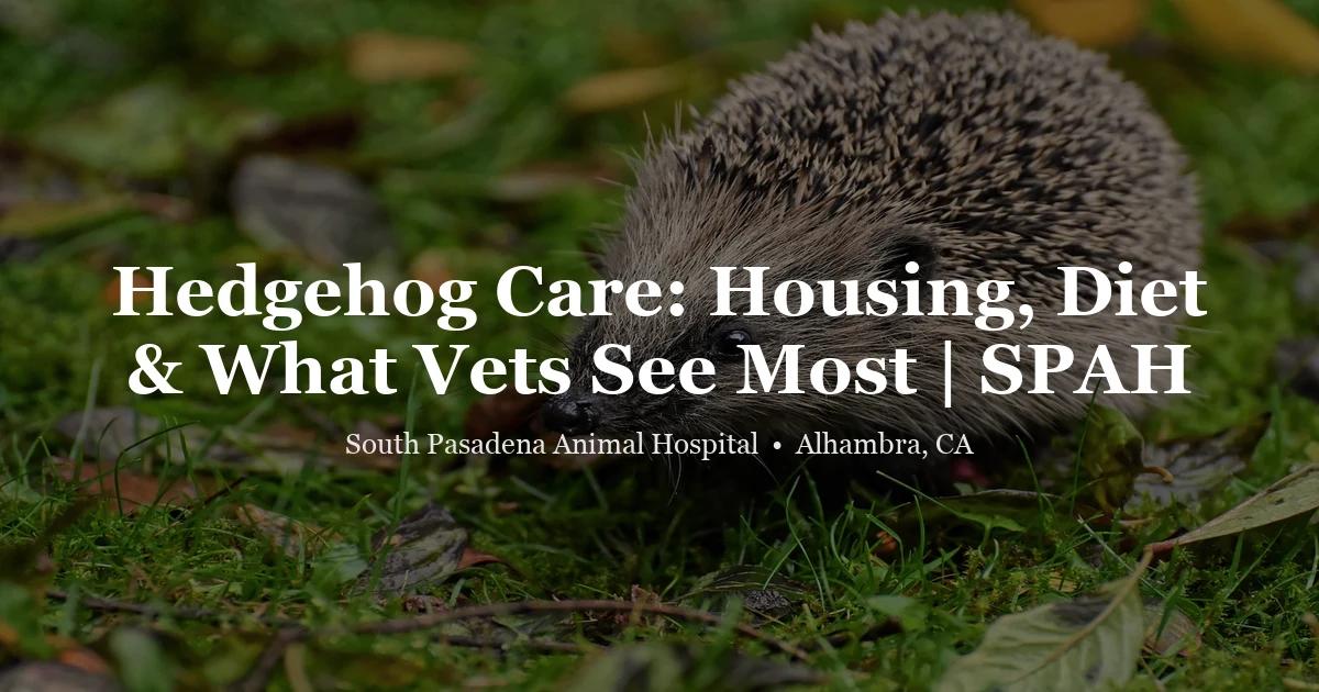 Hedgehog in hand — hedgehog care guide