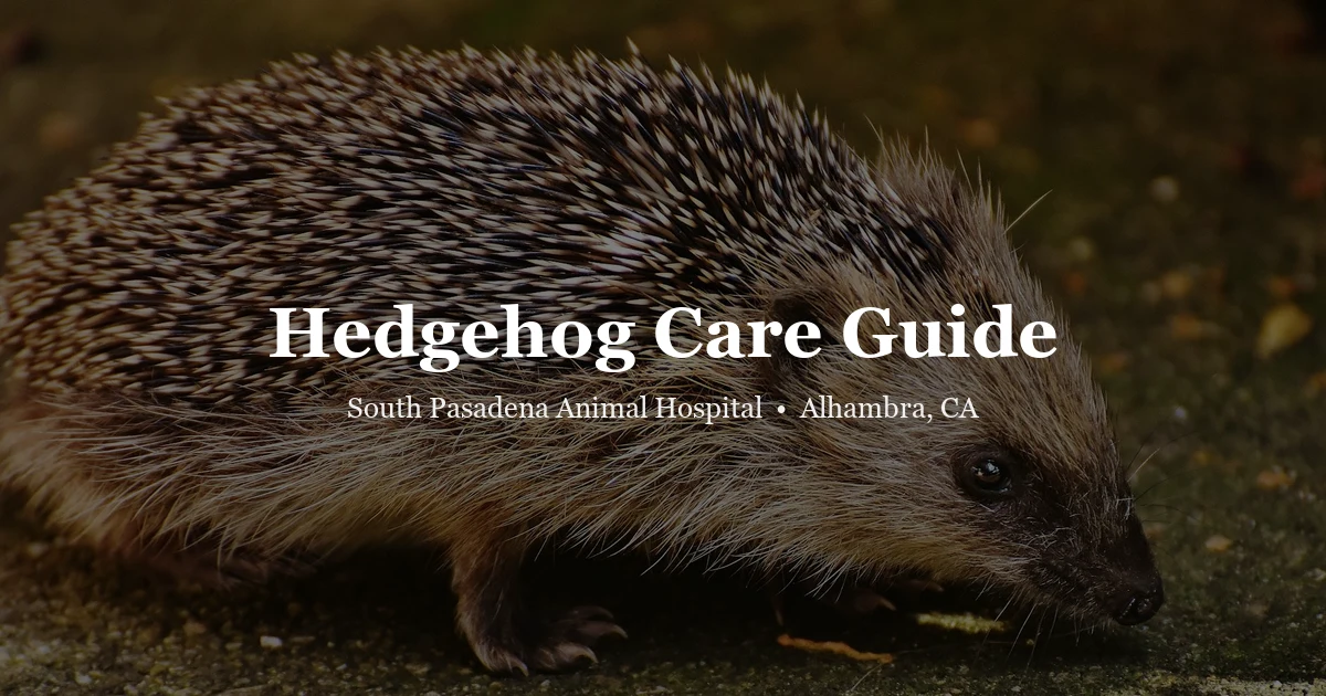 Hedgehog in hand — hedgehog care guide