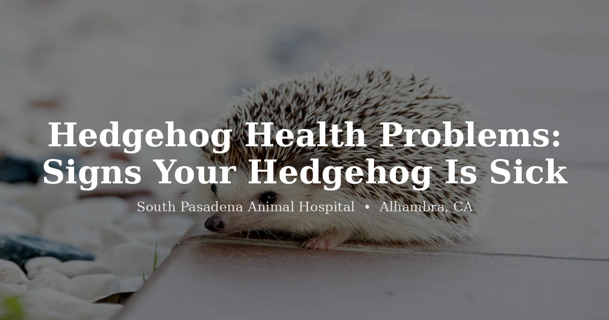 Hedgehog at South Pasadena Animal Hospital exotic vet Alhambra