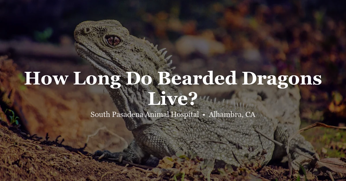 Bearded dragon lizard — bearded dragon lifespan