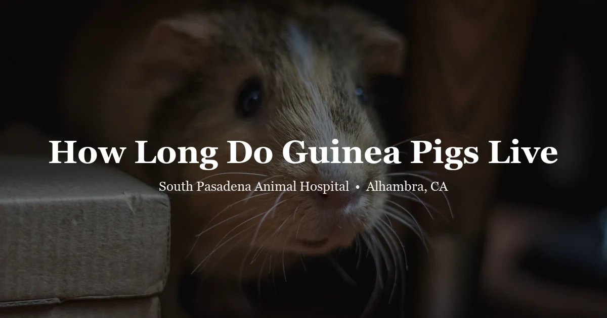 Guinea pig — guinea pig lifespan guide