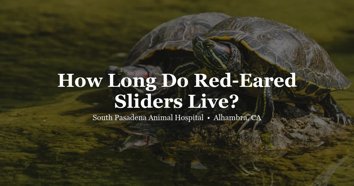 Red-eared slider turtle — turtle lifespan guide
