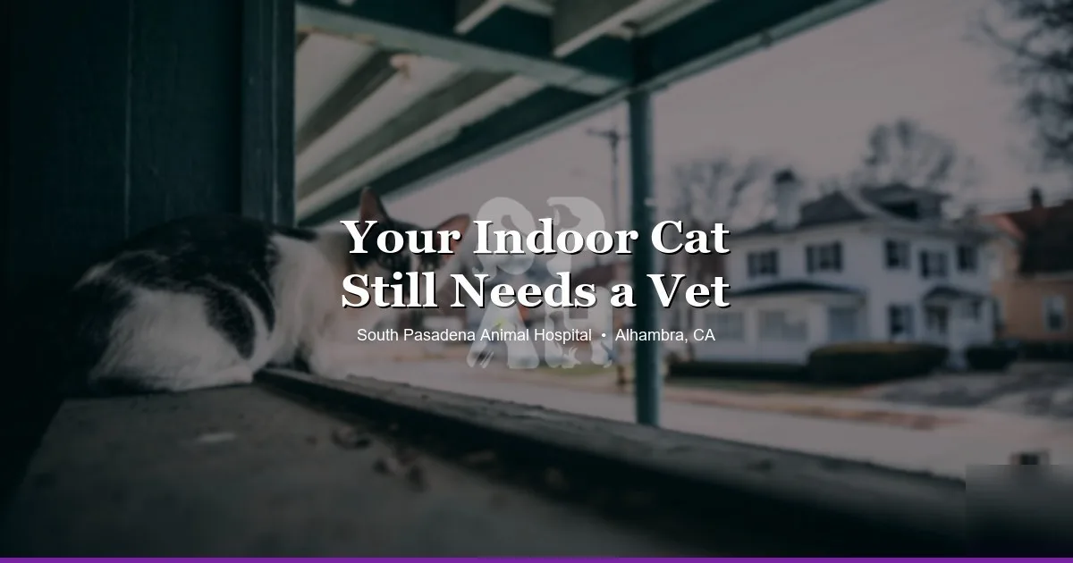 Indoor cat vet care at SPAH Alhambra