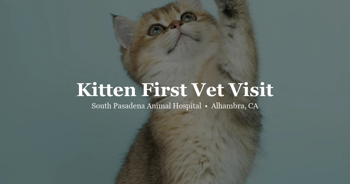 Kitten first vet visit at SPAH Alhambra
