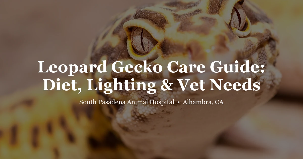 Leopard gecko — gecko care guide South Pasadena Animal Hospital