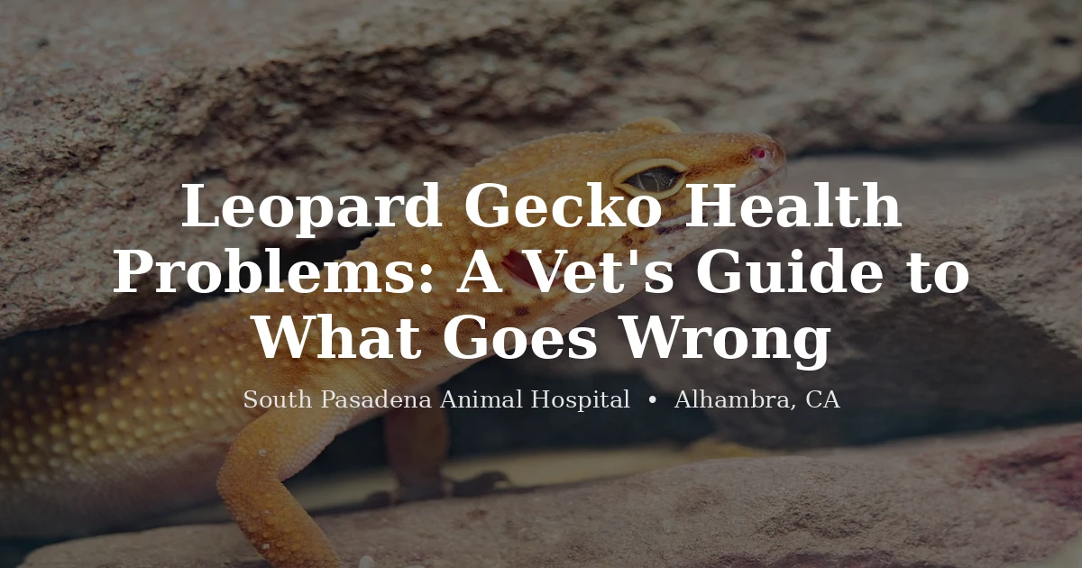 Leopard gecko — health problems guide at South Pasadena Animal Hospital, Alhambra CA