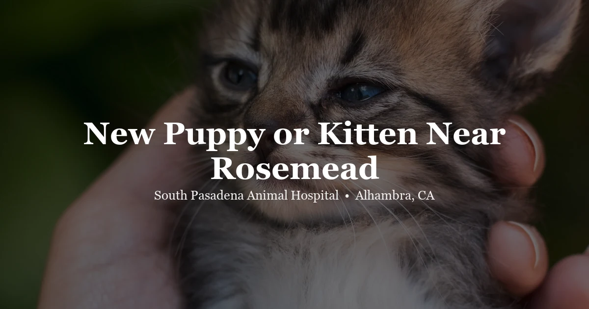 Person holding kitten — vet near Rosemead