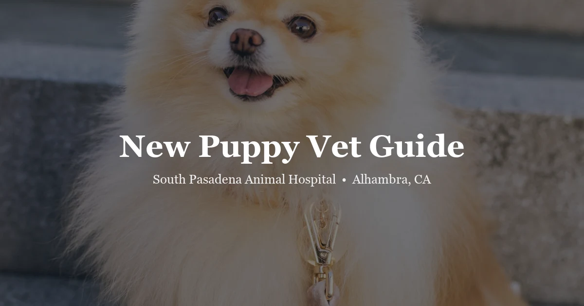 New puppy vet guide at SPAH Alhambra