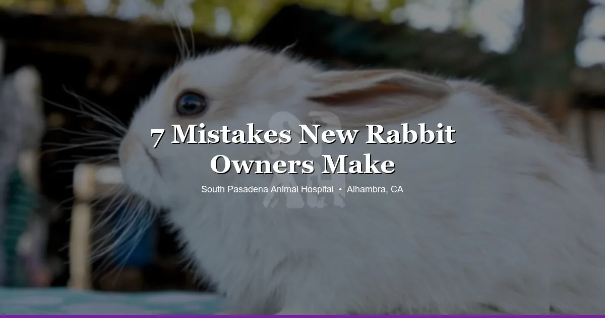 New rabbit owner guide at SPAH Alhambra