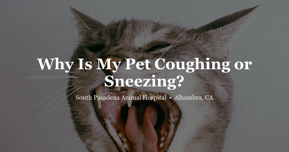 Cat with mouth open — pet coughing and sneezing