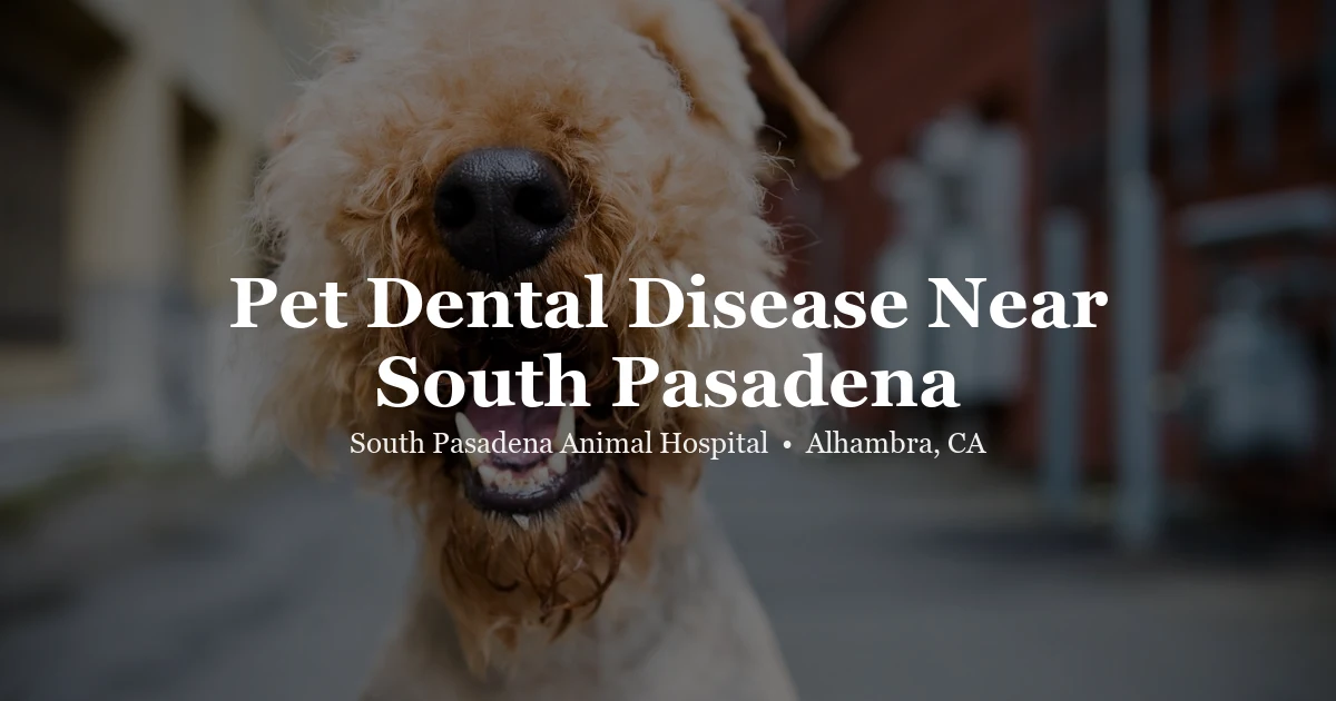 Happy dog — pet dental care South Pasadena