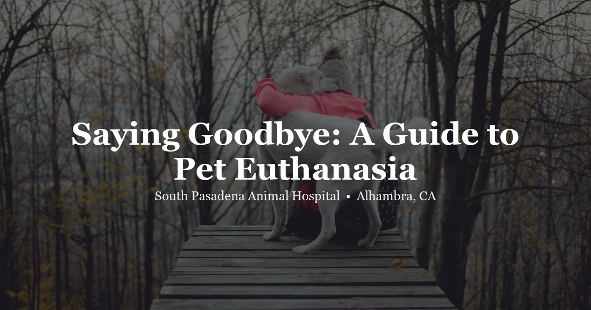Person hugging dog — compassionate pet euthanasia guide