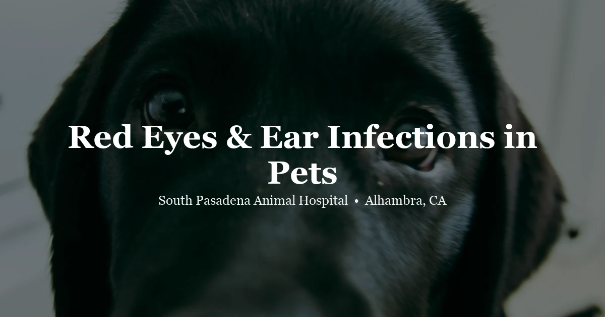 Close-up of dog face — eye and ear problems in pets