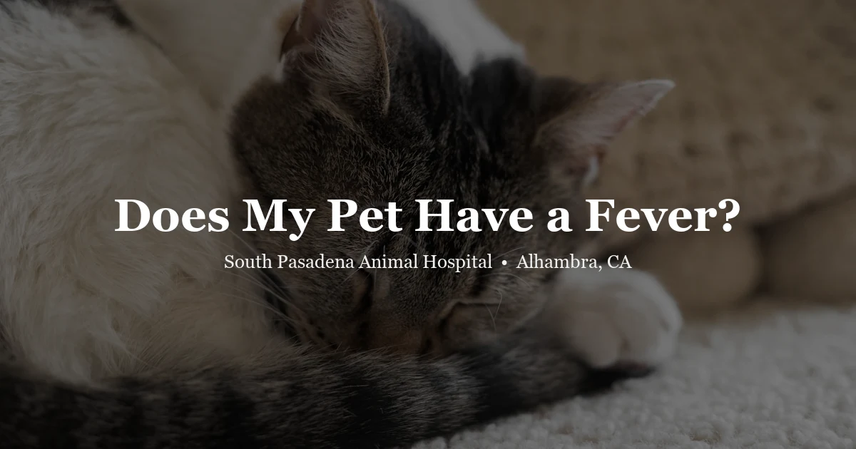 Cat resting on couch — pet fever signs