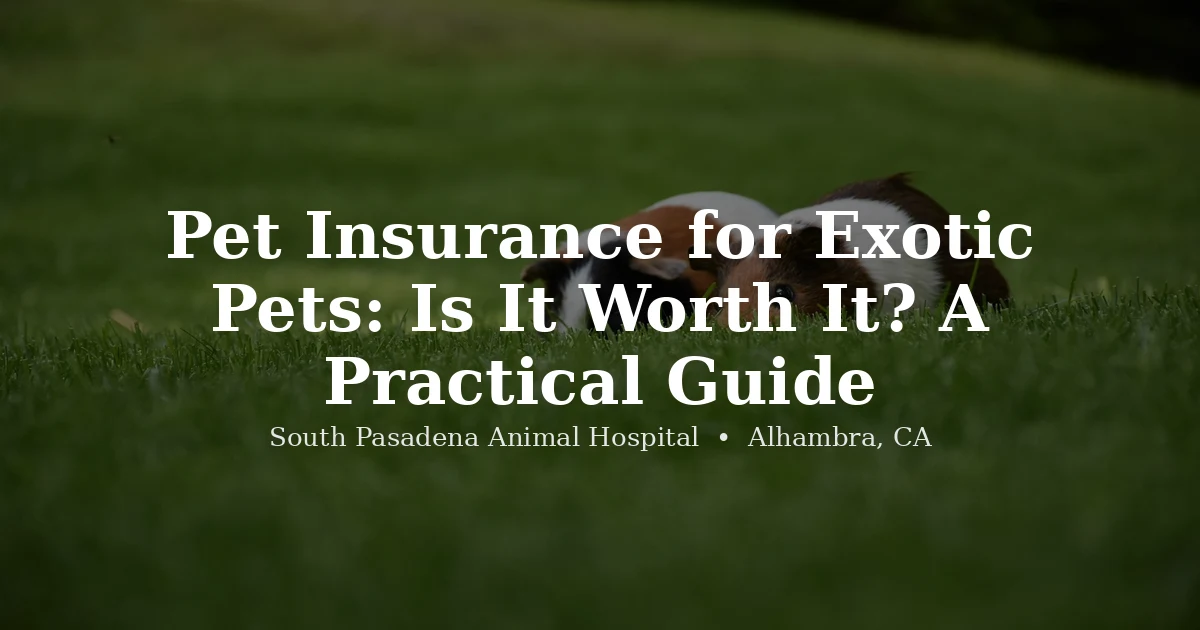 Rabbit and guinea pig — exotic pet insurance guide