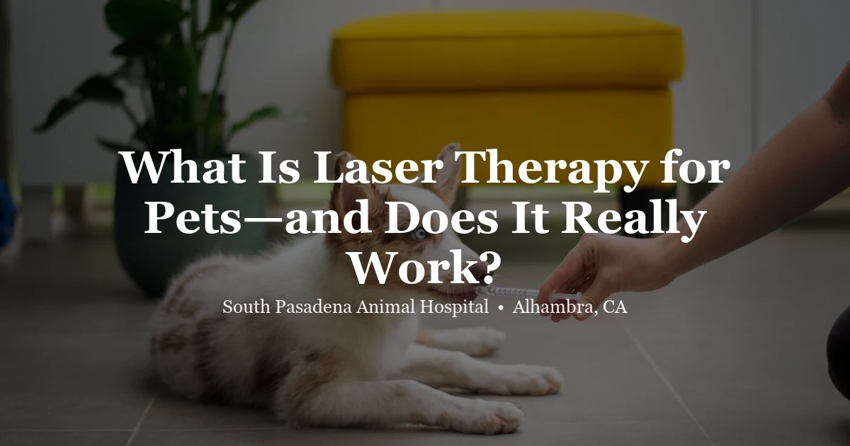 Laser therapy for pets at SPAH Alhambra