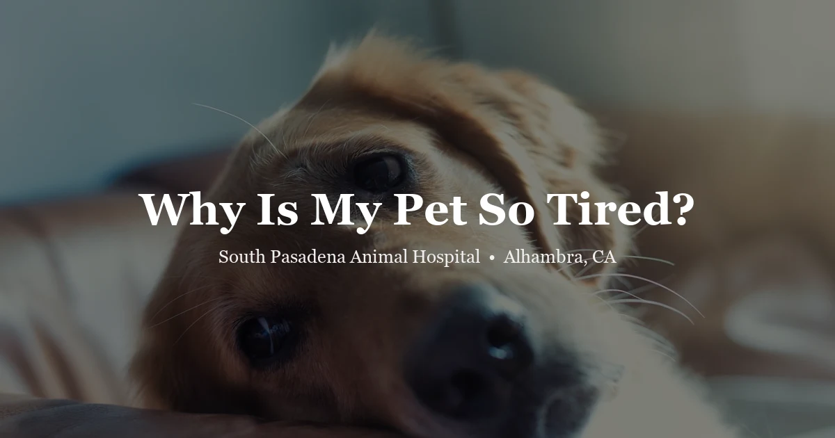 Golden retriever resting — pet lethargy signs