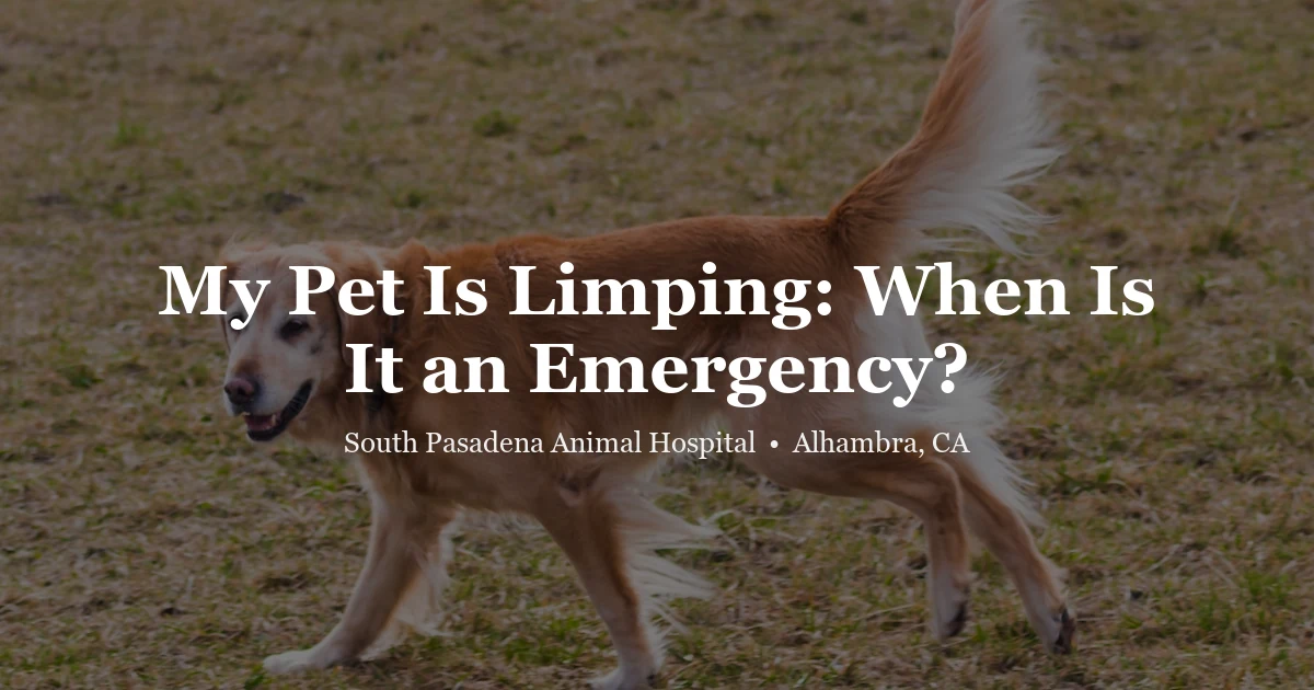 Dog walking on grass — pet limping guide