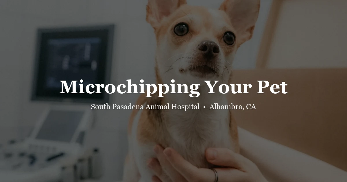 Pet microchipping in Alhambra at SPAH