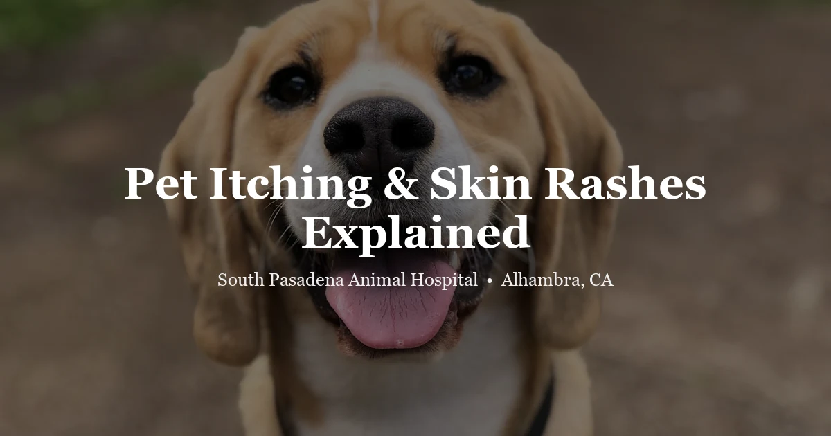 Dog portrait — skin rashes and allergies in pets