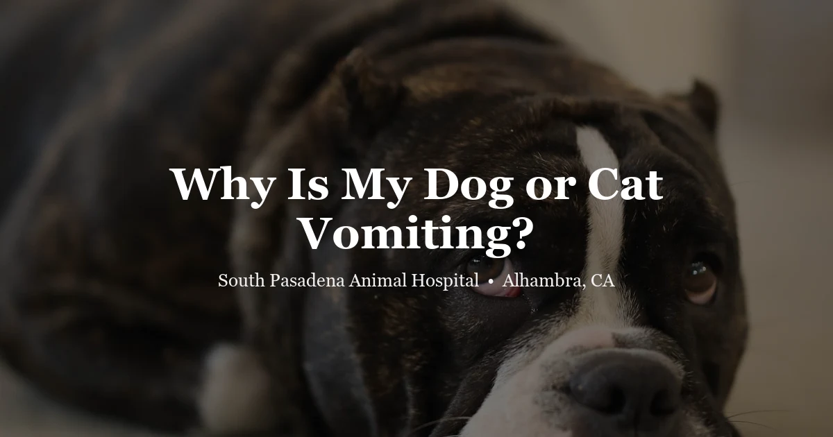 Dog resting at home — vomiting and diarrhea in pets