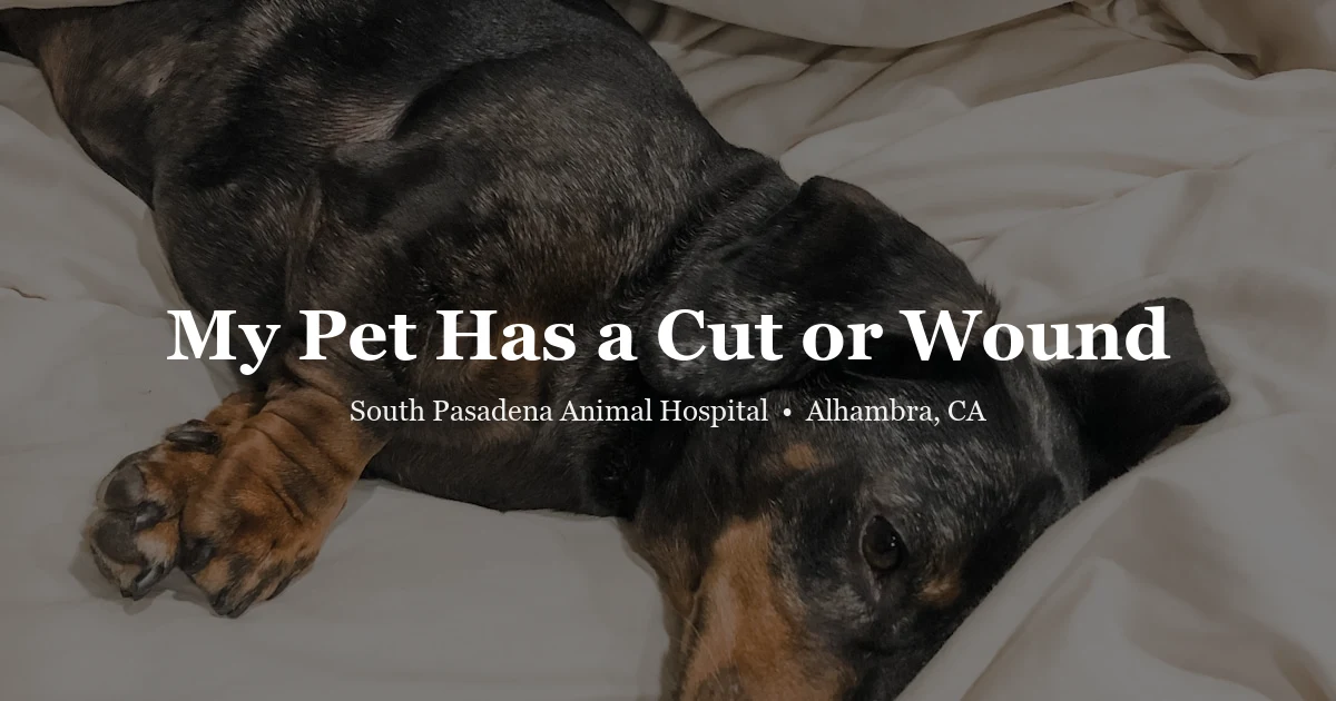 Dog resting — pet wound first aid guide