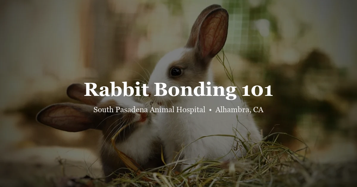 Rabbit bonding guide at SPAH Alhambra