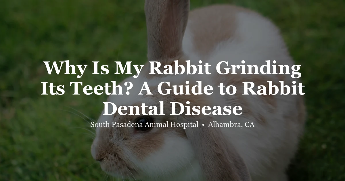 Rabbit dental disease at SPAH Alhambra