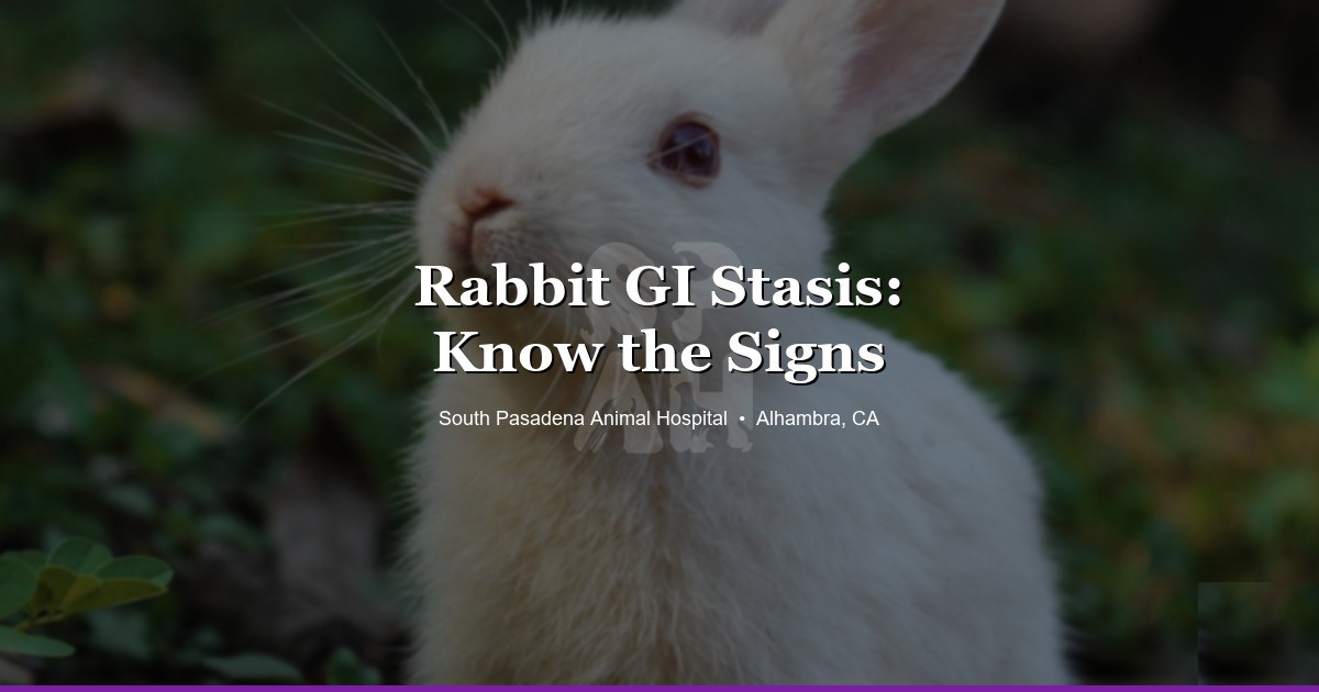 Rabbit GI Stasis: Symptoms, Warning Signs & What to Do | SPAH