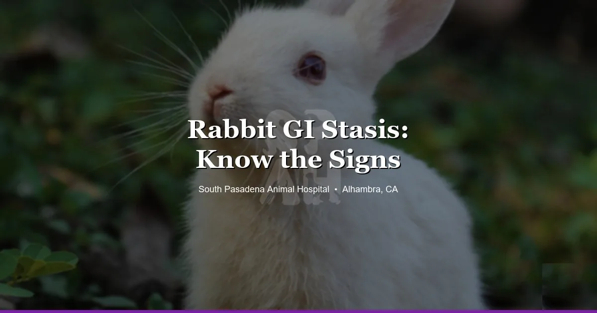 Rabbit GI stasis care at SPAH Alhambra
